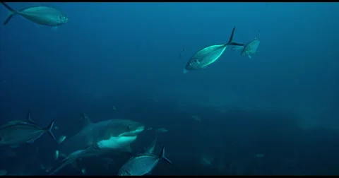 Great White Shark in 2k Stock Footage 51717316