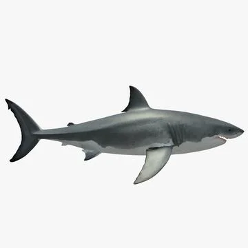Great white shark 3D Model