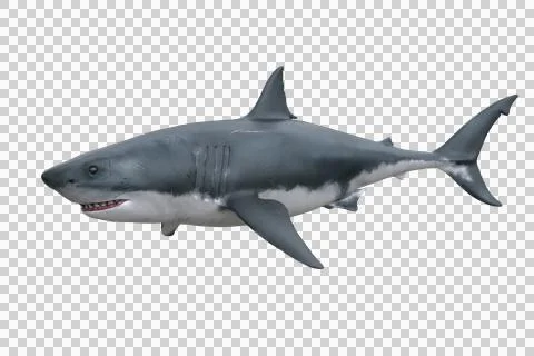 Great White Shark. 3D render isolated on transparent background. Stock Illustration