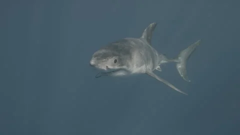 GREAT WHITE SHARK 6K Stock Footage 309722935