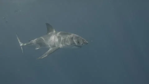GREAT WHITE SHARK 6K Stock Footage 310342293