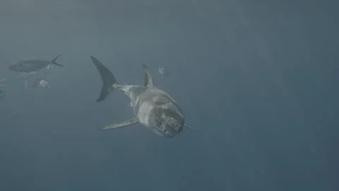 GREAT WHITE SHARK 6K Stock Footage 310342693