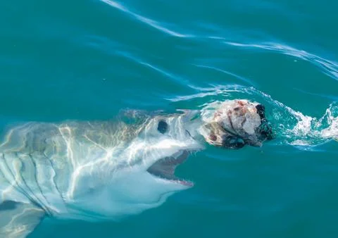 A great white shark about to surface Stock Photos