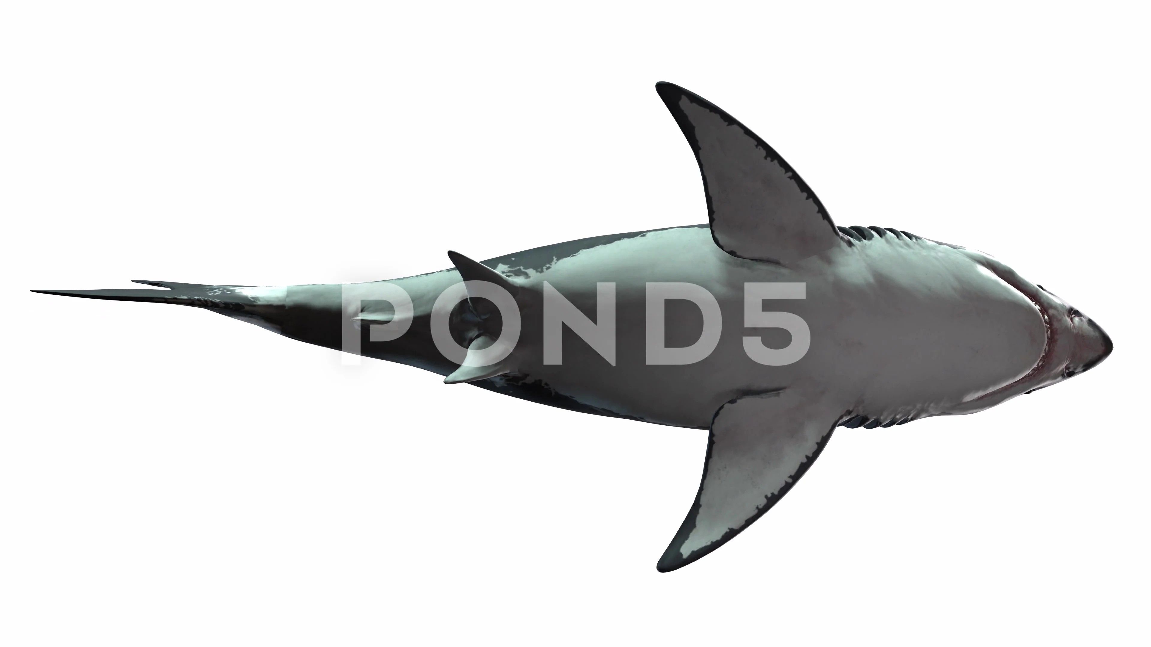 Animated Great White Shark