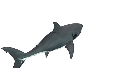 The great white shark in animation Stock Footage 151590489