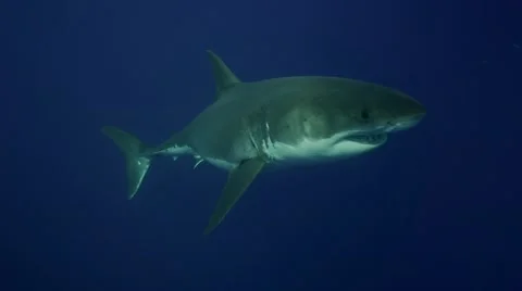 Great white shark approaches from the deep blue, Guadalupe Island, Mexico Stock-Footage 58880982
