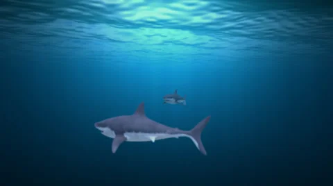 Great White Shark Attack Video stock 36704393