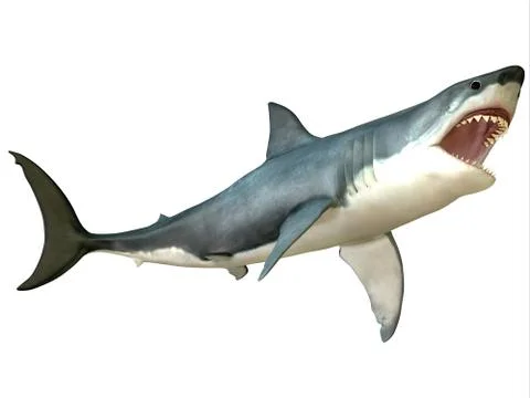 Great white shark attack Stock Illustration