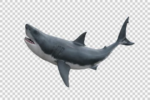 Great White Shark attacking. 3D render isolated on transparent background. Stock Illustration