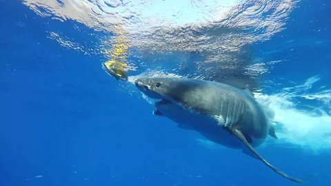 Great White Shark attacking bait line Stock Footage 86452265