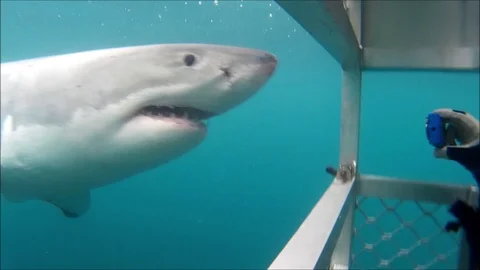 Great white shark attacking cage Vídeo Stock 93445865