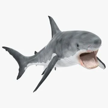 Great White Shark Attacking Pose 3D Model