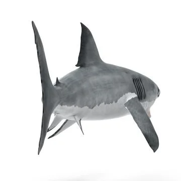 3D Model: Great White Shark Attacking Pose #90620643 | Pond5