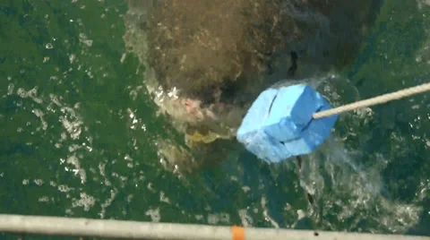 Great White Shark ATTACKS bait Stock Footage 35455910