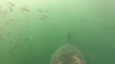 Great White Shark ATTACKS camera 動画素材 37032748