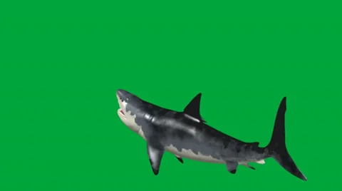 Great White Shark  backside view swiming Stock Footage 32846521