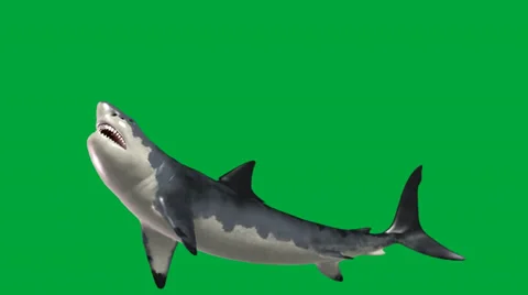 Great White Shark below view swiming for prey Video stock 32846524