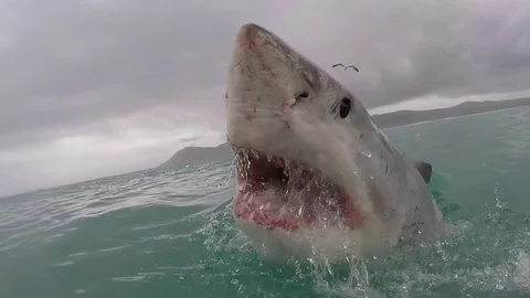 Great white shark bite Stock Footage 79966997
