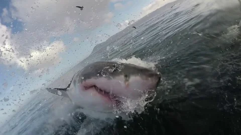 Great white shark breaches with mouth wide open Stock Footage