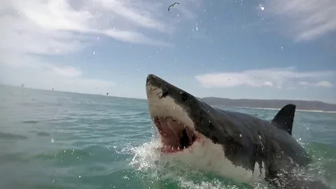 Closeup stop-action wildlife photographers and Great white Shark jumping up  from water mouth open teeth showing grabbing bait Walker Bay South Africa  Stock Photo - Alamy