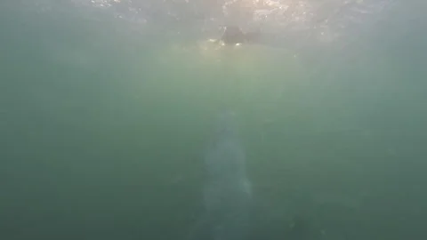 Great white shark breaching on Cape fur seal decoy Stock Footage 246506492