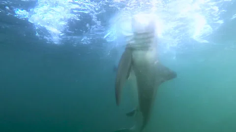 Great white shark breaching on Cape fur seal decoy Stock Footage 246506695