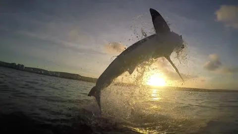 Great white shark breaching on Cape fur seal decoy Stock Footage 246506907