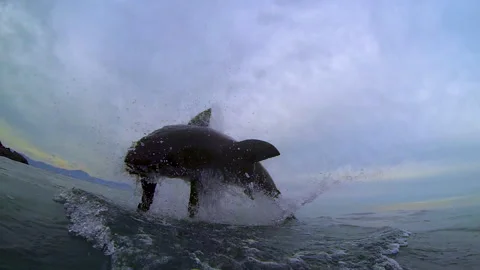 Great white shark breaching on Cape fur seal decoy Stock Footage 246507275