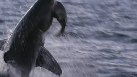 Great White Shark Breaching While Hunting a Seal in Open Ocean Video stock 326635786