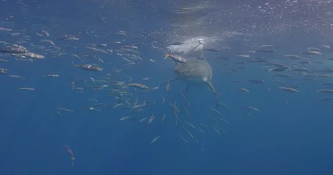 Great White Shark bubbles Stock Footage 96260321