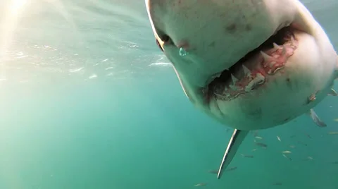 Great White Shark BUMPS the camera.in cl... | Stock Video | Pond5