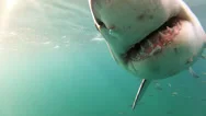 Great White Shark Bumps The Camera.in Clear Water Stock Footage