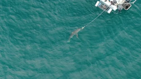 Great White shark cage diving drone footage Stock-Footage 146357204
