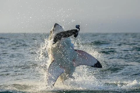 Great White Shark (Carcharodon carcharias) breaching in an attack. Hunting of Stock Photos