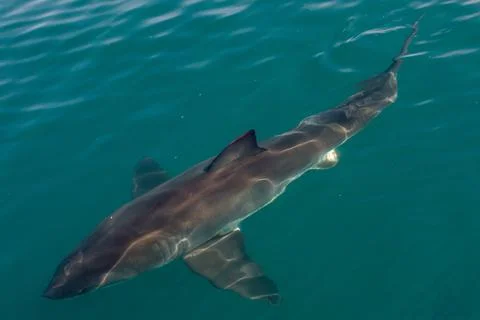Great White shark (Carcharodon carcharias) in the water. Stock Photos