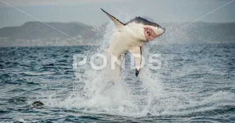 great-white-shark-carcharodon-carcharias-breaching-in-an-attack
