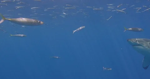 Great White Shark close-up from below Stock Footage 96261248