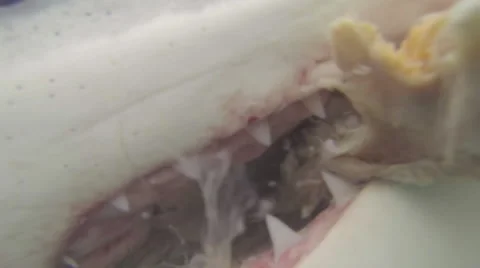 Great White Shark close up biting on bait 動画素材 48239177