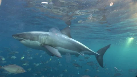 Great White Shark Close Encounter - Real close! HDV #63-39 Stockbeeldmateriaal 39378950