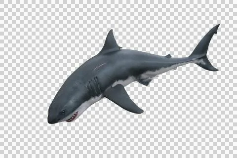 Great White Shark diving. 3D render isolated on transparent background. Stock Illustration