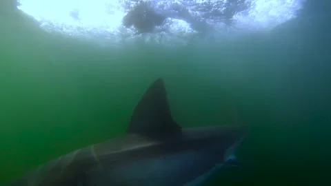 Great white shark doing swimby on Cape fur seal decoy Stock Footage 246506975