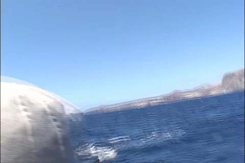 Shark Eating Stock Video Footage | Royalty Free Shark Eating Videos | Pond5