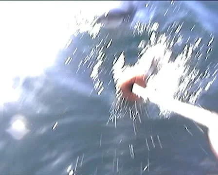 Great White Shark 스톡 동영상 10600821