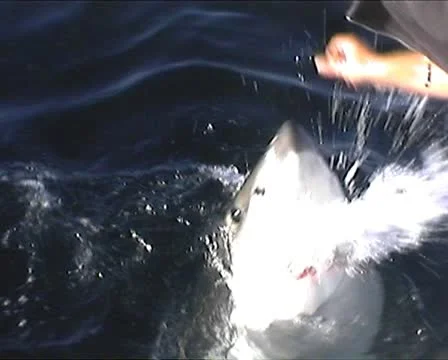 Great White Shark 스톡 동영상 10600827