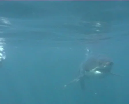 Great White Shark 스톡 동영상 10600990