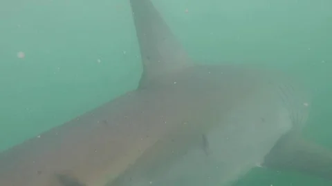 Great white shark Stock Footage 72924084