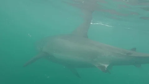 Great white shark | Stock Video | Pond5