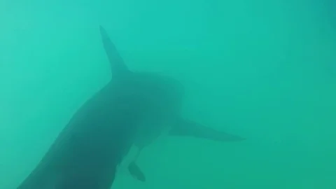Great white shark Stock Footage 72927132