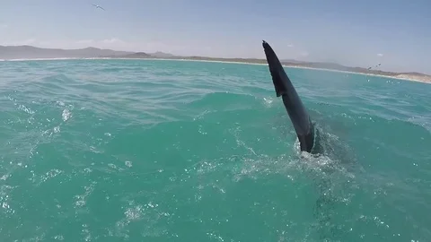 Great white shark | Stock Video | Pond5