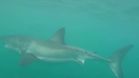 Great white shark Stock Footage 72931786